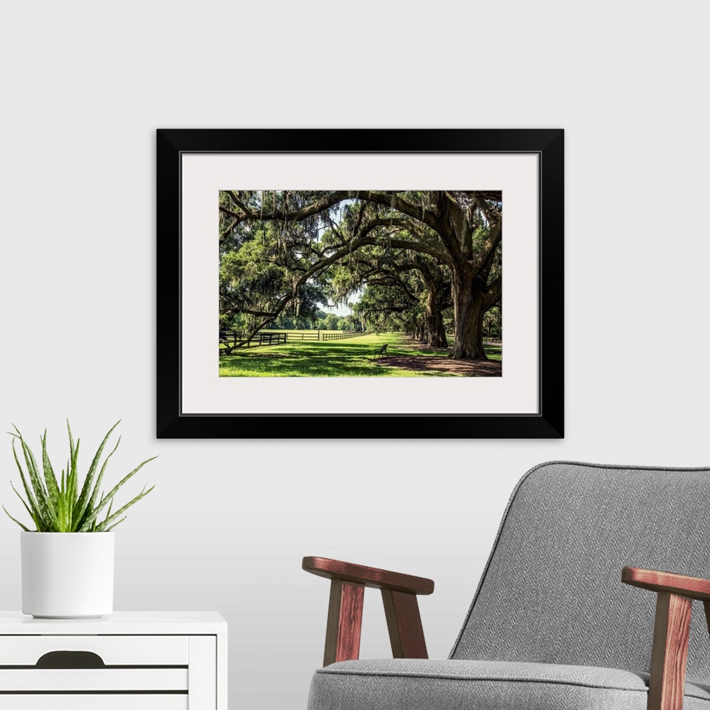 A modern room featuring Oak tree lined road at Boone Hall Plantation, Charleston, South Carolina.