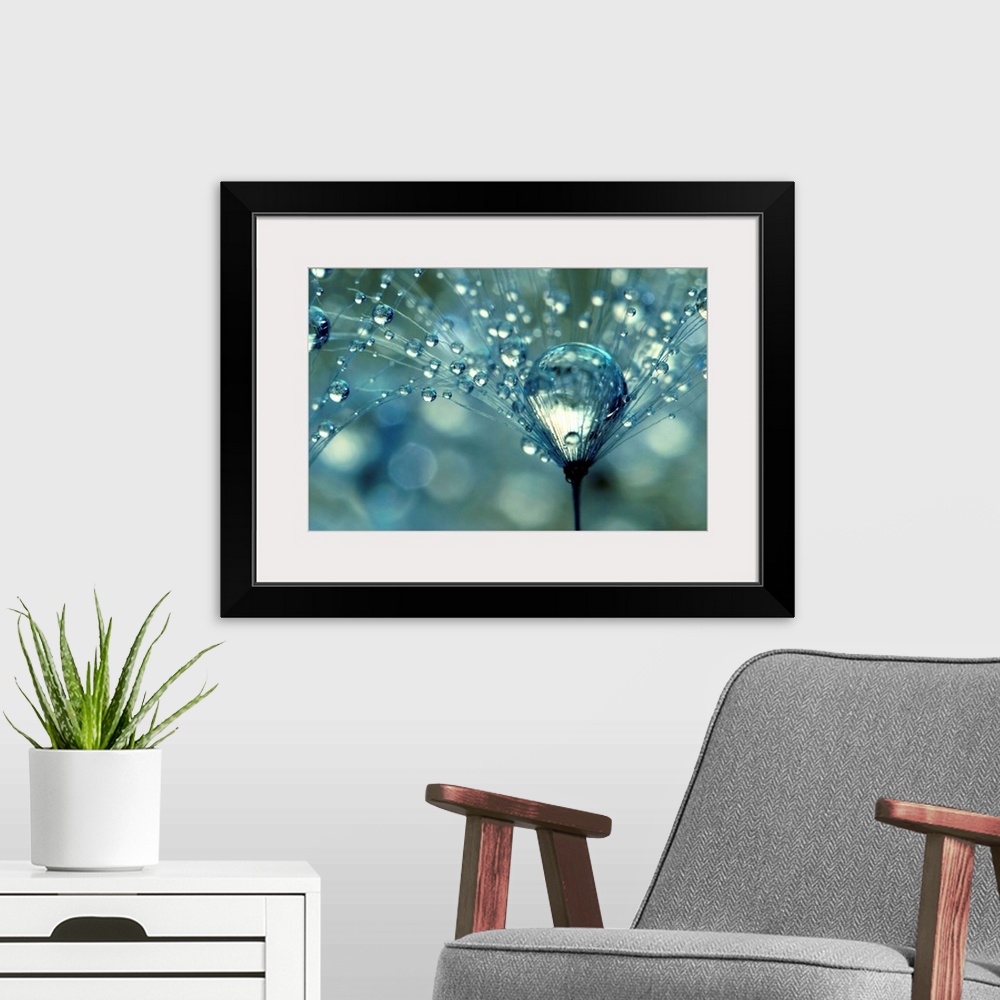 A modern room featuring Dandelion with water droplets