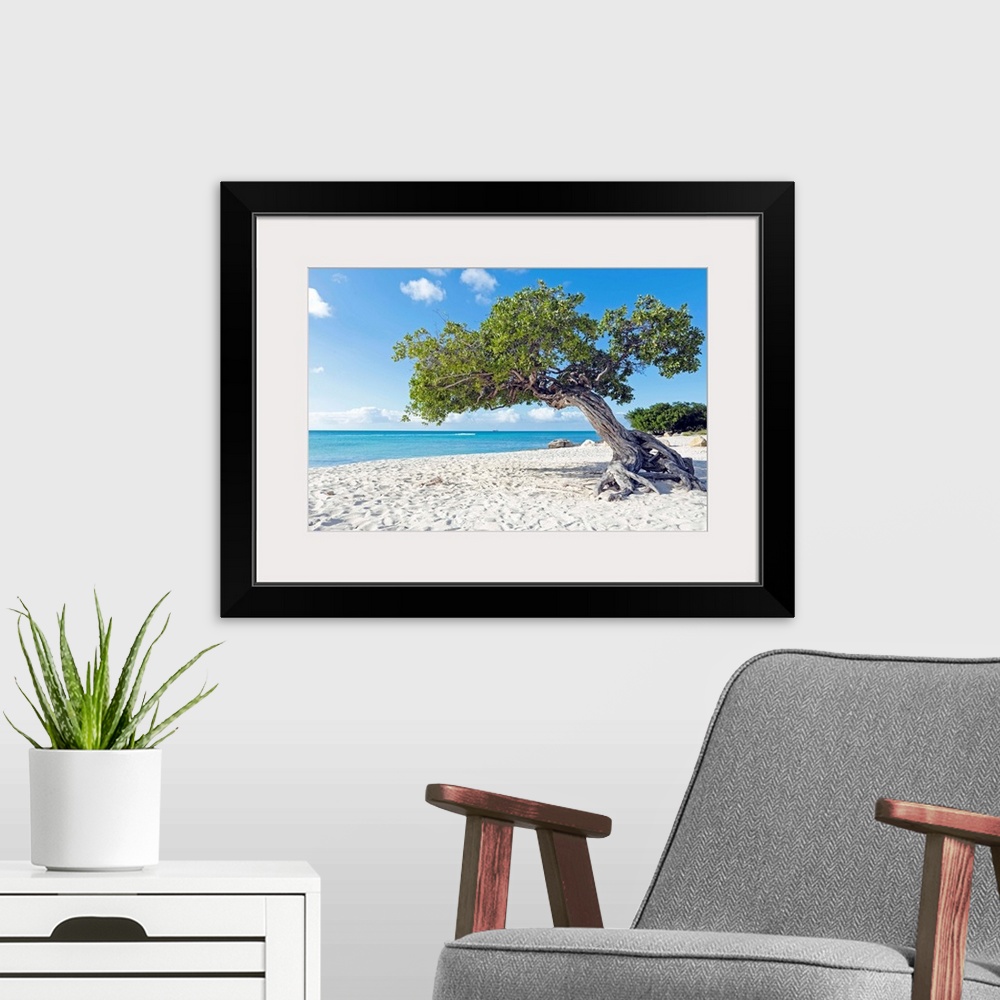 A modern room featuring Divi divi tree on Aruba island beach in the Caribbean.