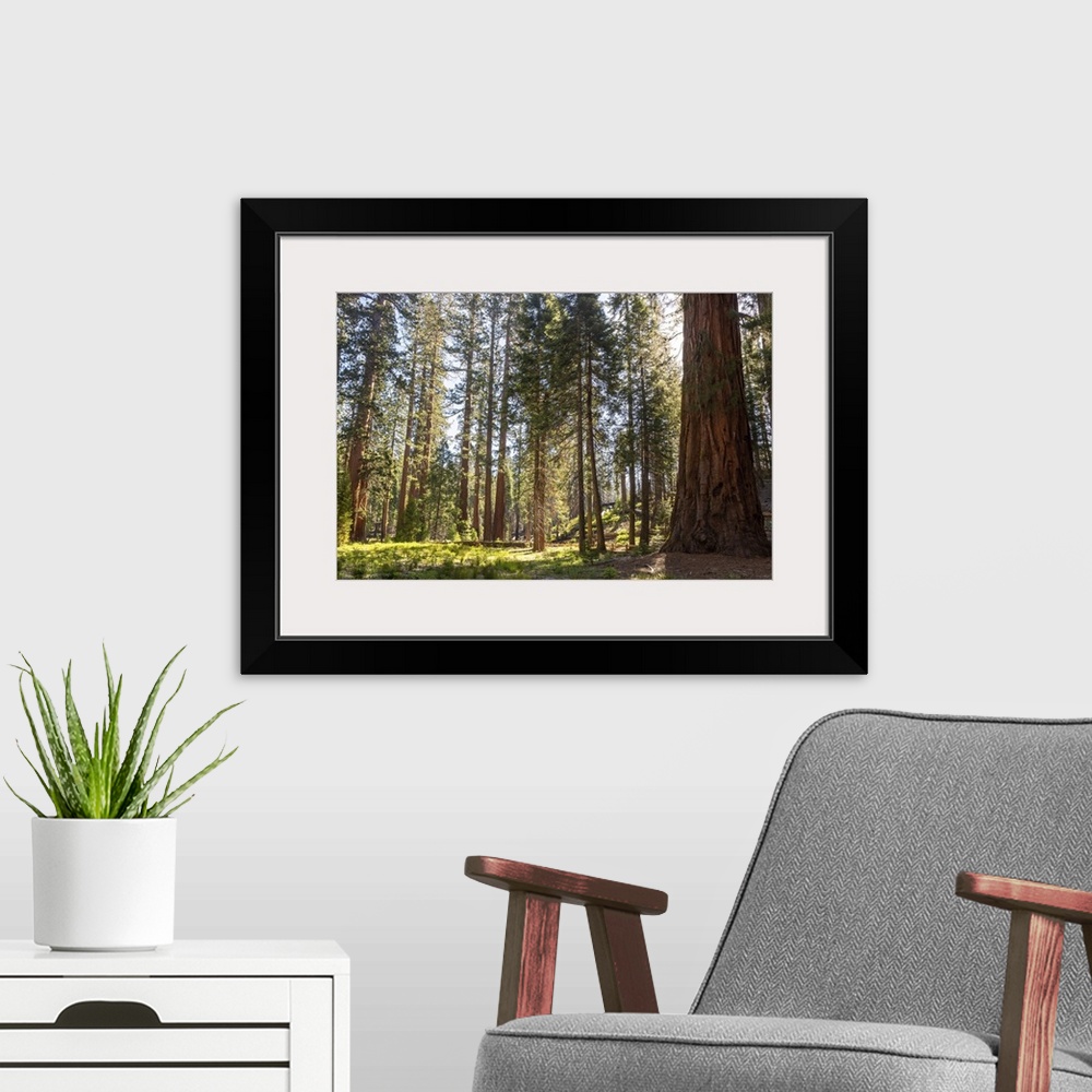 A modern room featuring Mariposa Grove, Yosemite National Park, California