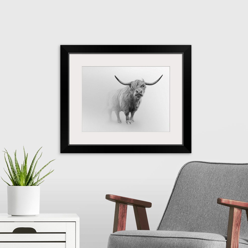 A modern room featuring Photograph of Scottish Highland cattle.