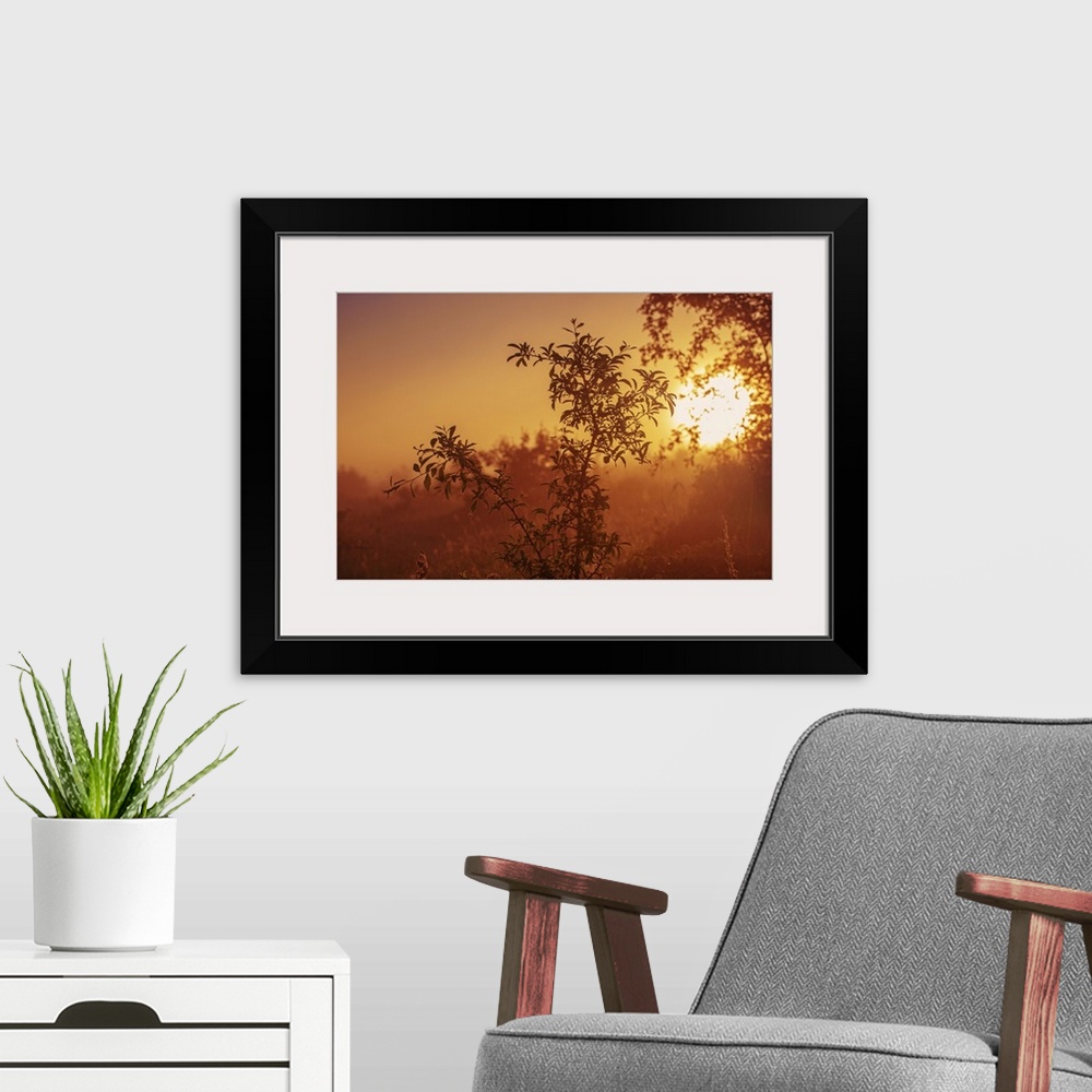 A modern room featuring Vintage Landscape With Tree Branches At A Misty Autumn Sunrise