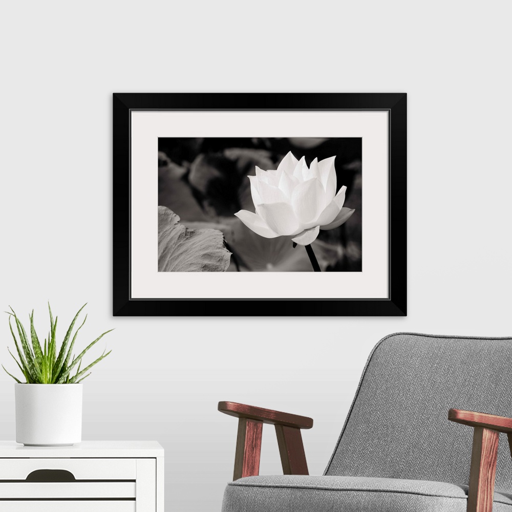 A modern room featuring White Lotus In Basin 1_1