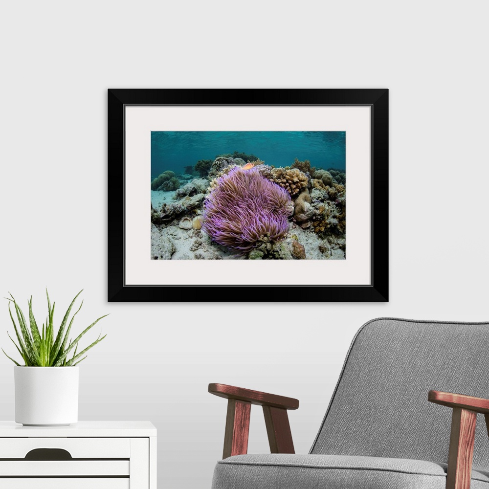 A modern room featuring A pink anemonefish, Amphiprion perideraion, swims above its host anemone.