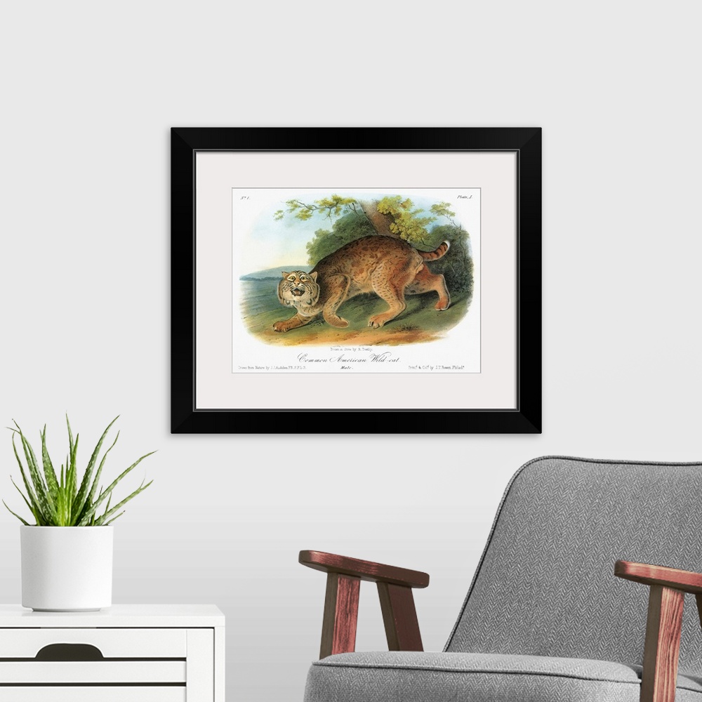 A modern room featuring Bobcat, or bay lynx (Lynx rufus). Lithograph, c1849, after a painting by John James Audubon for h...