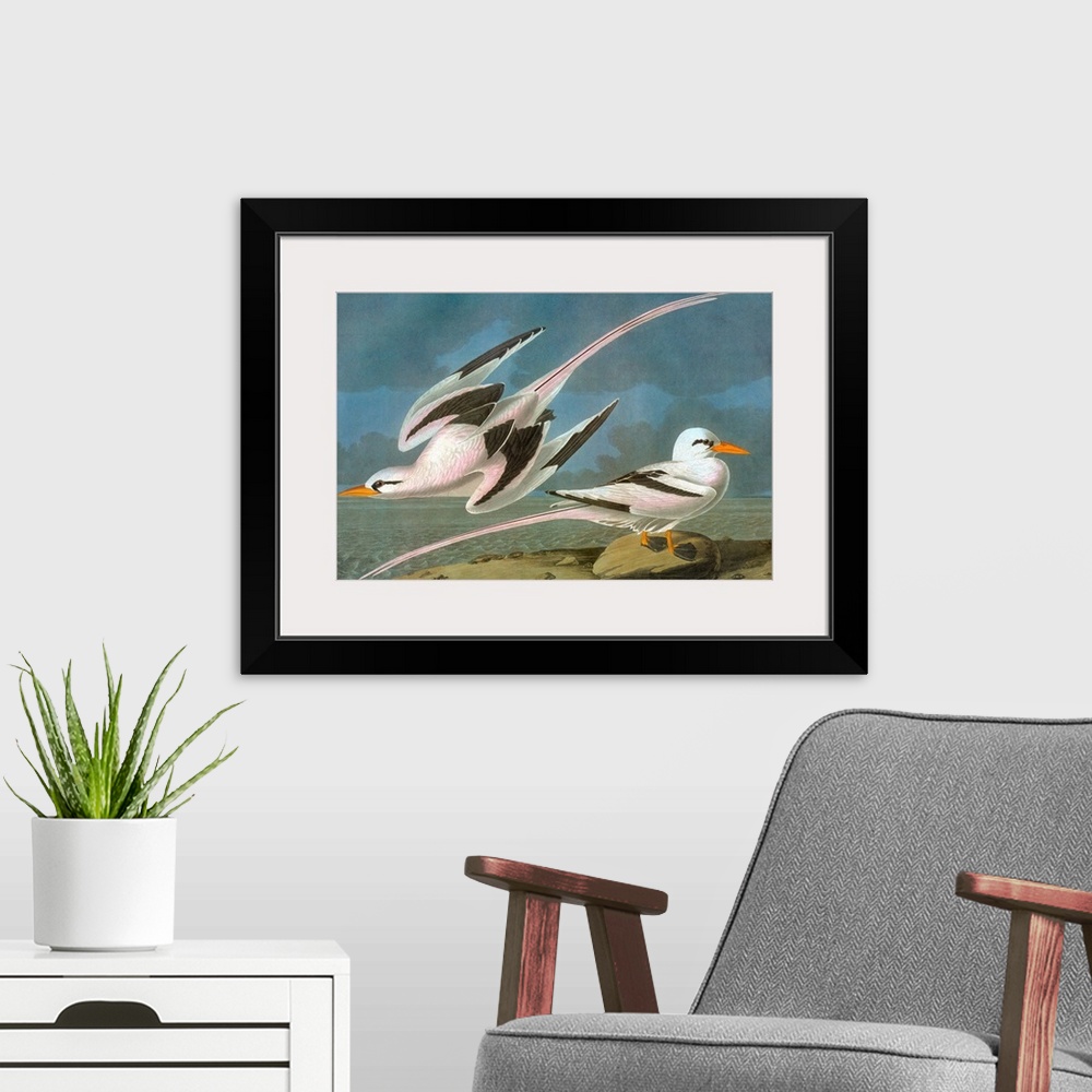 A modern room featuring White-tailed Tropicbird (Phaethon lepturus). Engraving after John James Audubon for his 'Birds of...