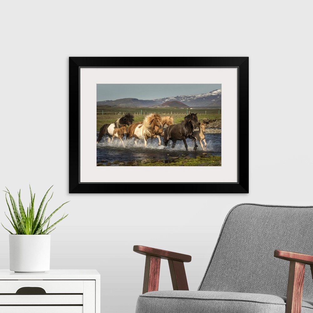 A modern room featuring A herd of wild Icelandic ponies galloping through a stream in the countryside.