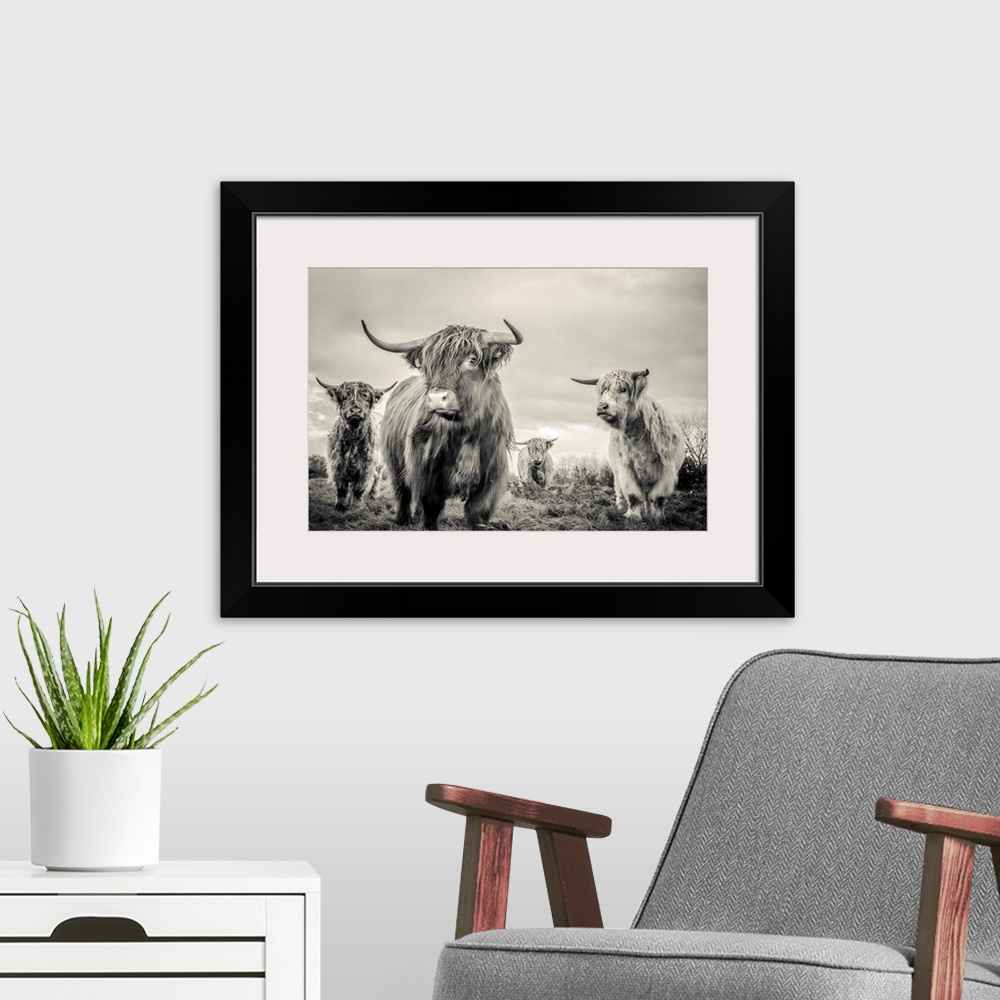 A modern room featuring A horizontal photograph of four highland cattle in sepia tones. The shaggy-haired cows are standi...