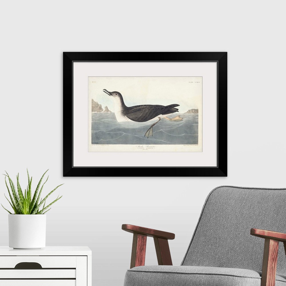 A modern room featuring Manks Shearwater