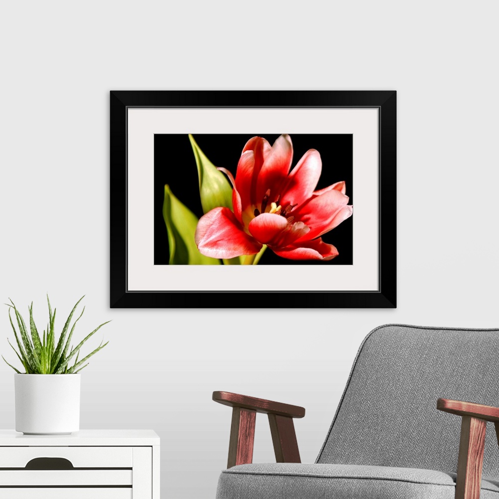A modern room featuring Red Tulip III