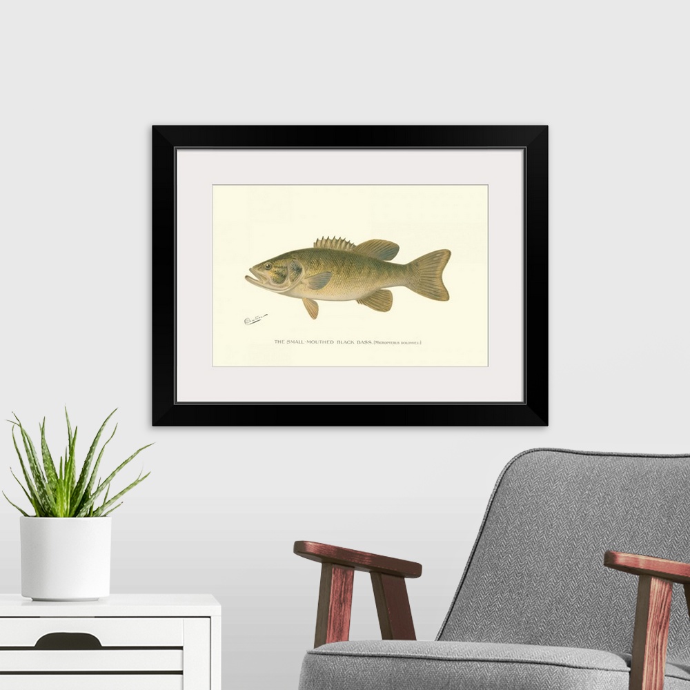 A modern room featuring Small-Mouthed Black Bass