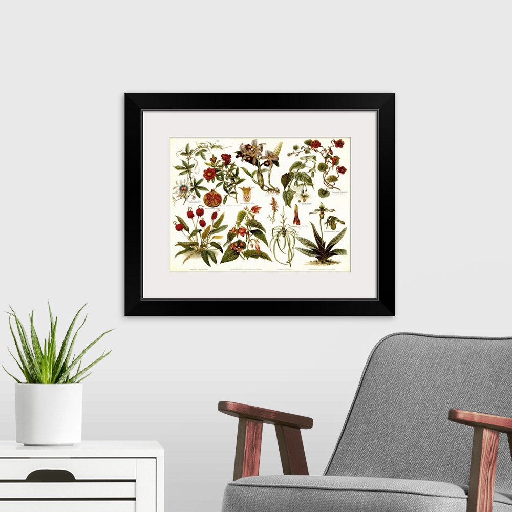A modern room featuring Various vintage stylized illustrations of tropical plants on a chart for recognition.