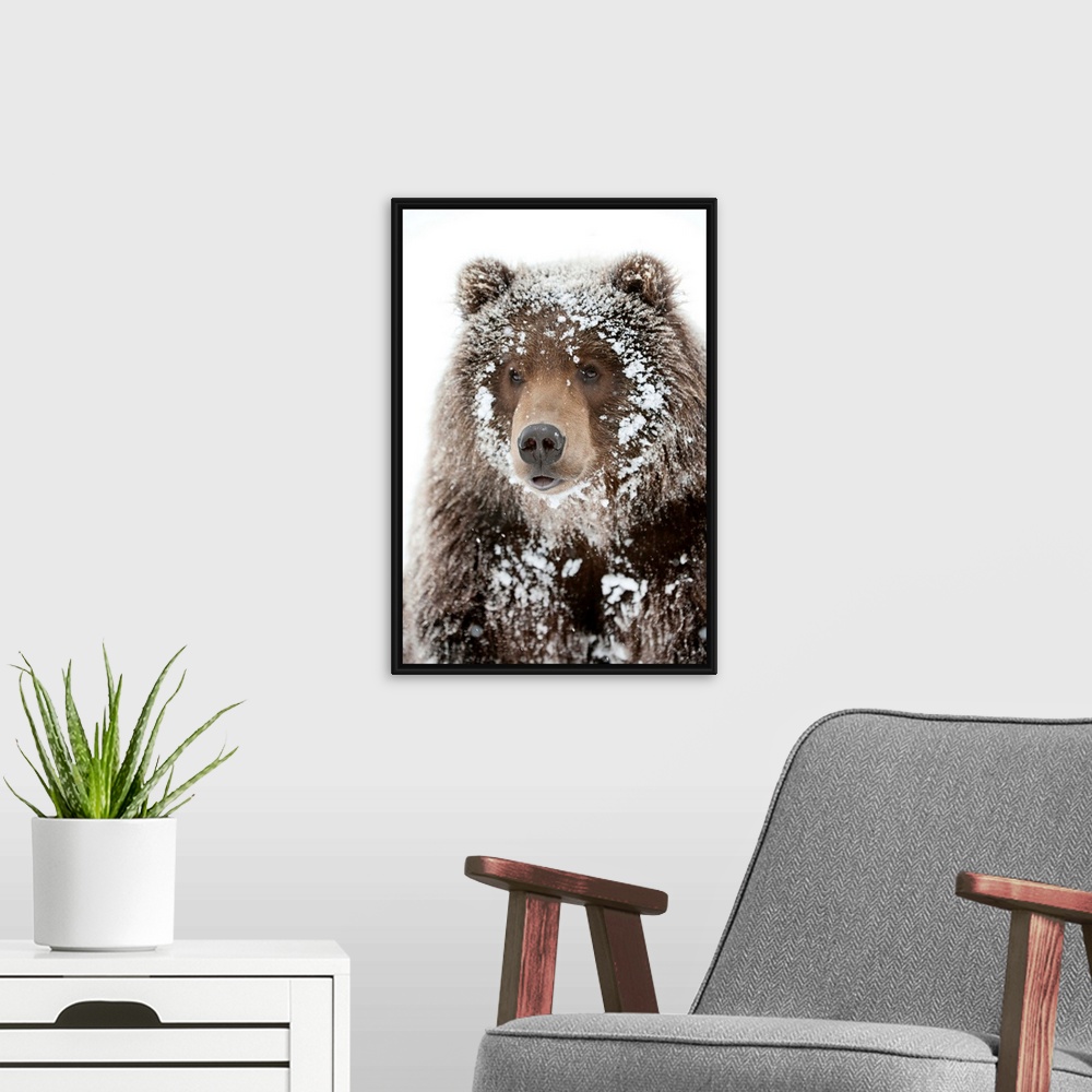 A modern room featuring Photograph of a large brown bear with his face framed by snow clinging to his shaggy fur. Perfect...