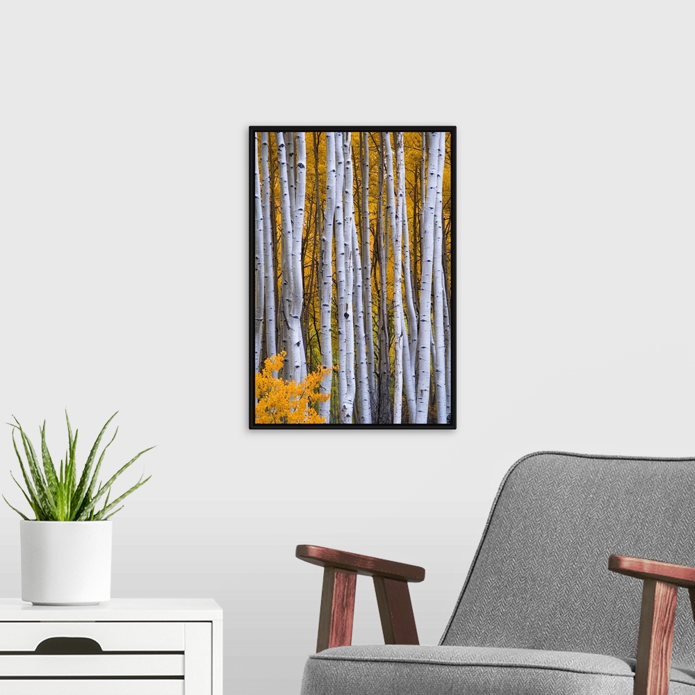 A modern room featuring USA, Colorado, Rocky Mountains.  Intimate scene of aspen forest in fall.
