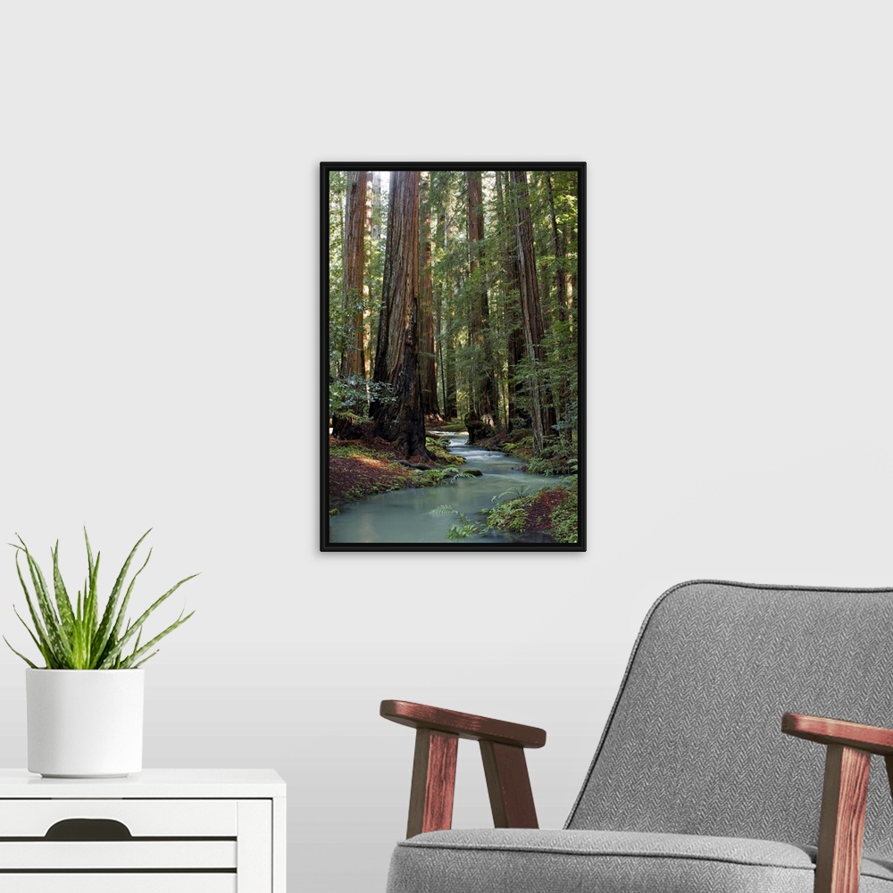 A modern room featuring Redwood Forest III