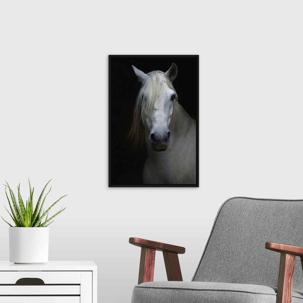 A modern room featuring White horse in shadow