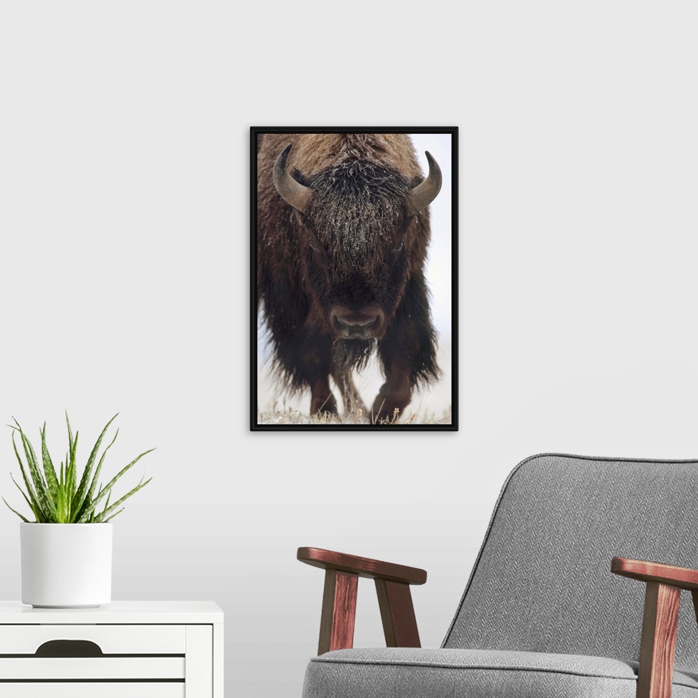 A modern room featuring American Bison (Bison bison) portrait in snow, North America