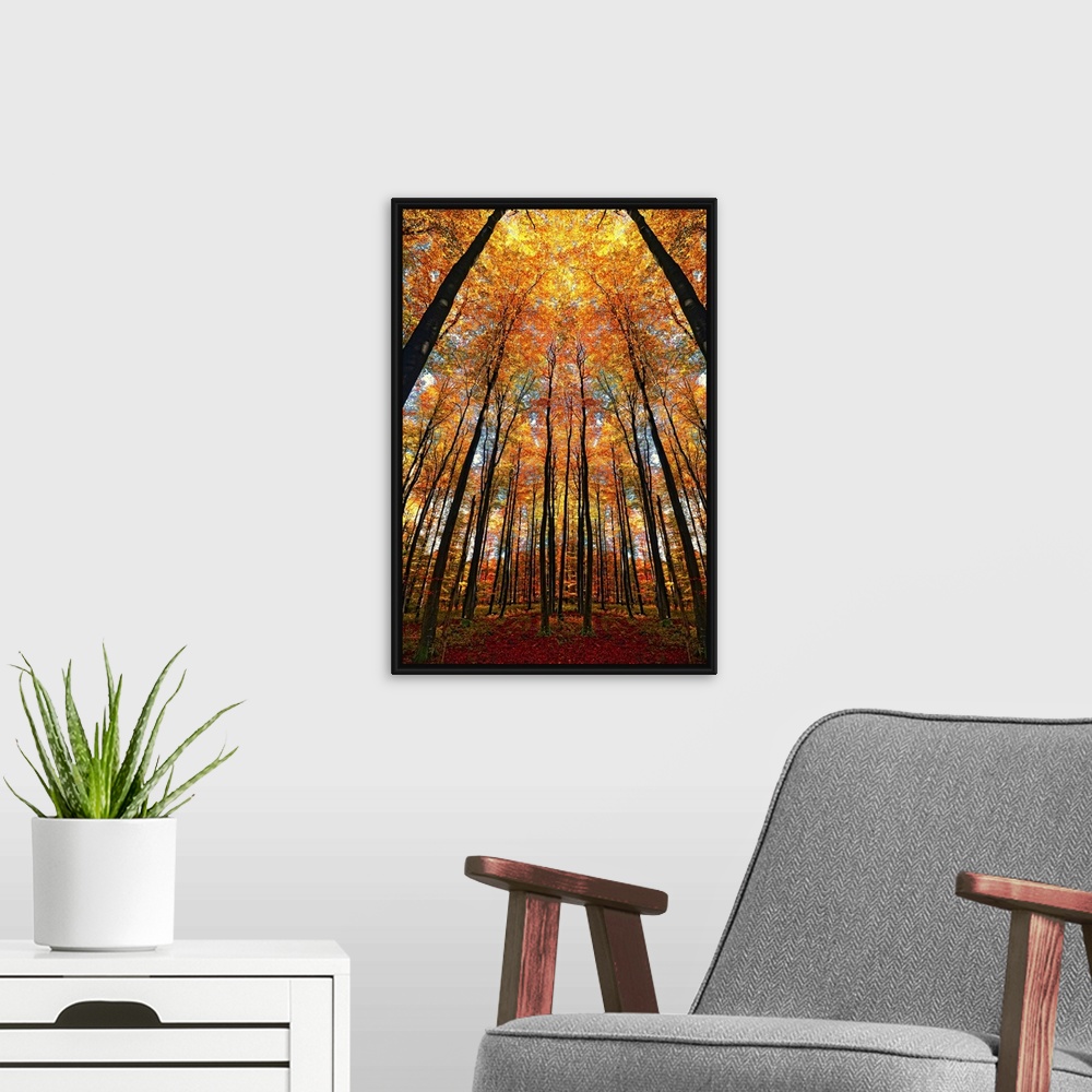 A modern room featuring A dramatic photographic scene of slender silhouettes of trees towering above the viewer and a can...