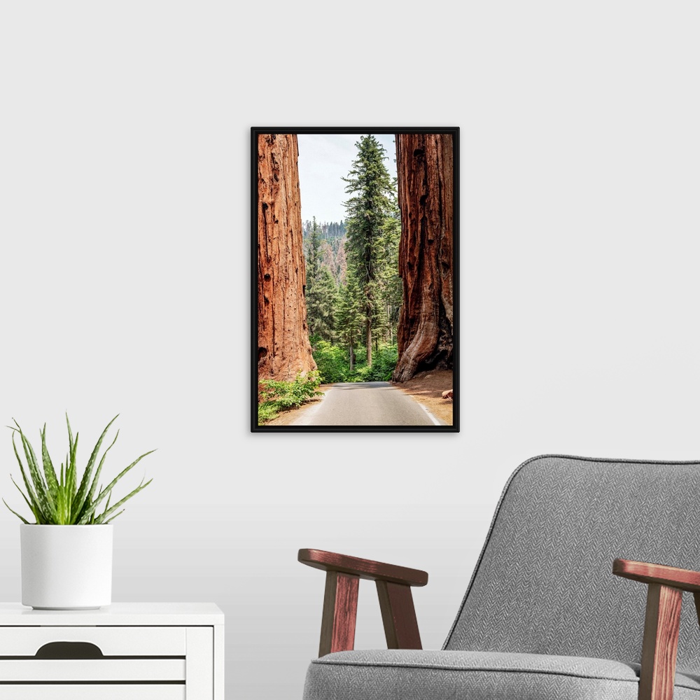 A modern room featuring A road splits two giant Sequoias in Sequoia National Park, California.