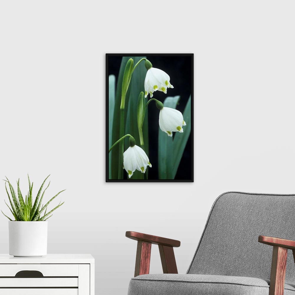A modern room featuring Spring snowflake flowers (Leucojum vernum). Photographed in February.