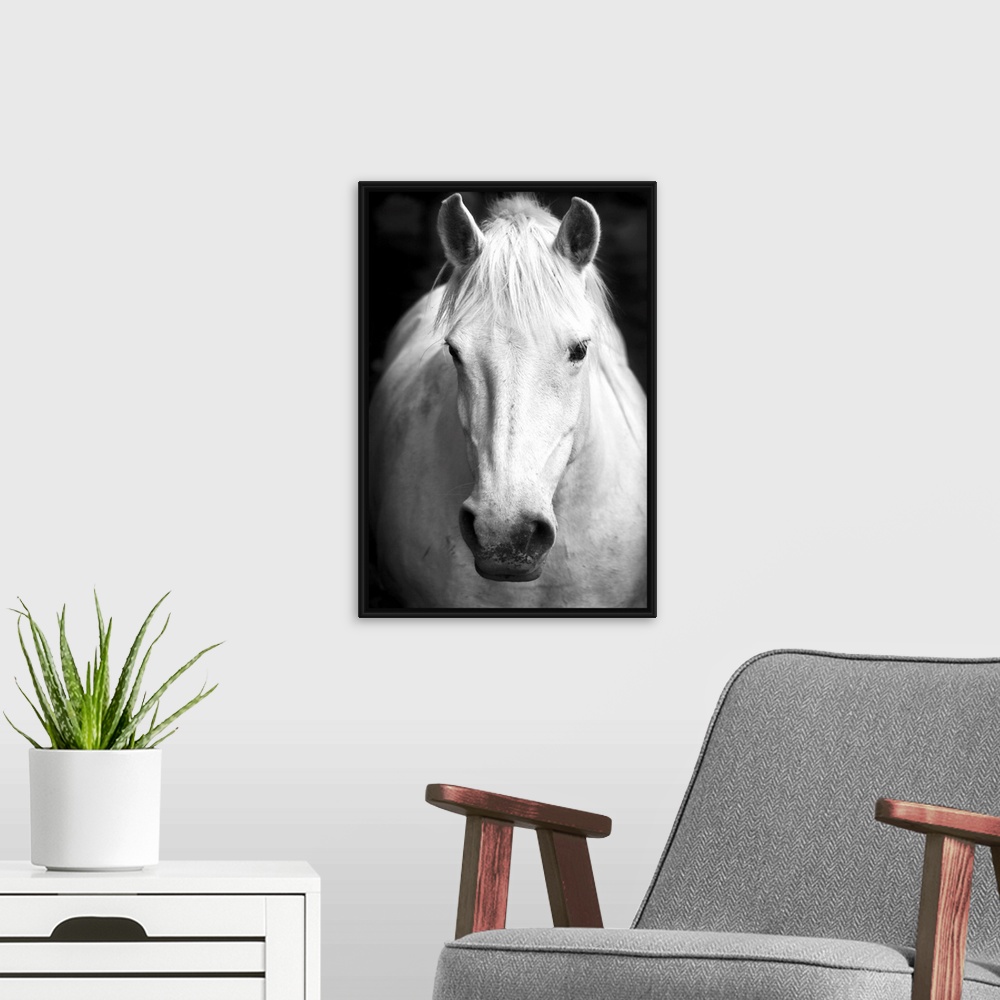 A modern room featuring White horse's black and white art portrait