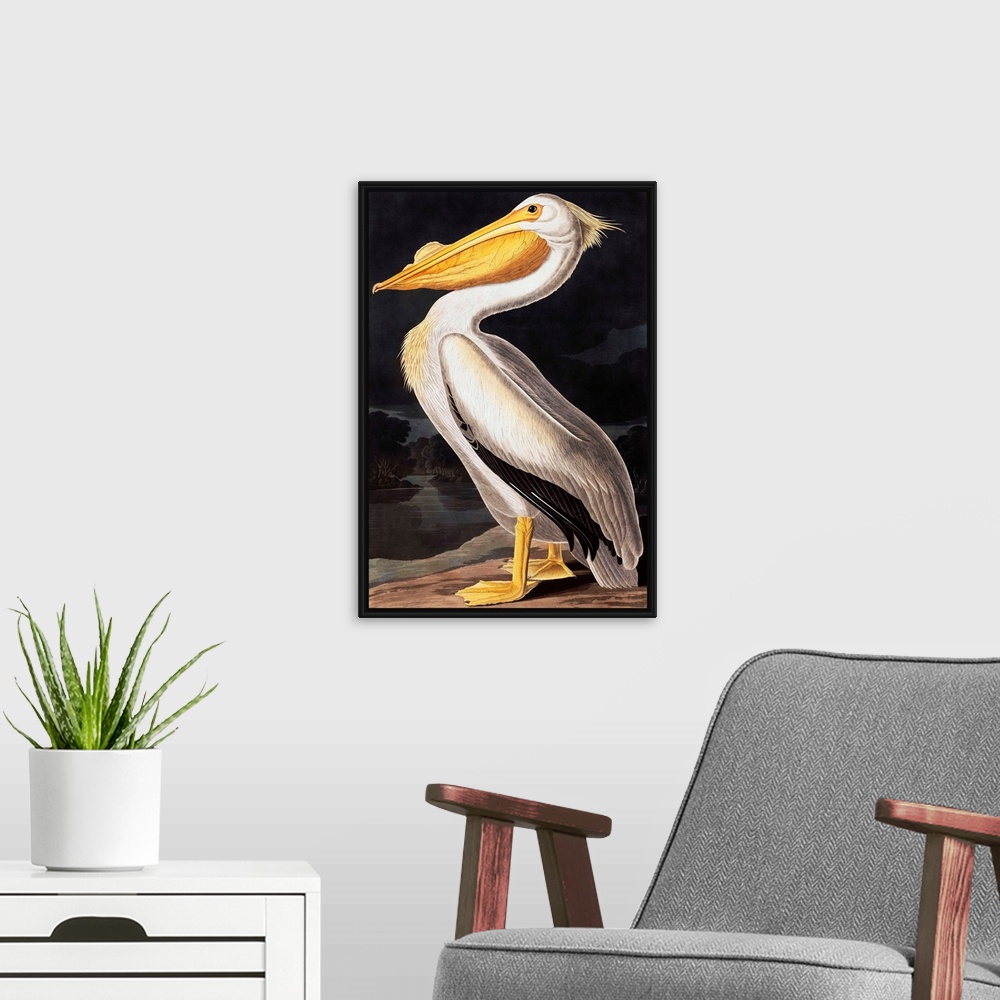 A modern room featuring American White Pelican