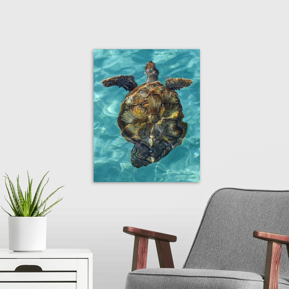 A modern room featuring Turtle swimming in the crystal clear, turquoise water of the Caribbean; Caribbean