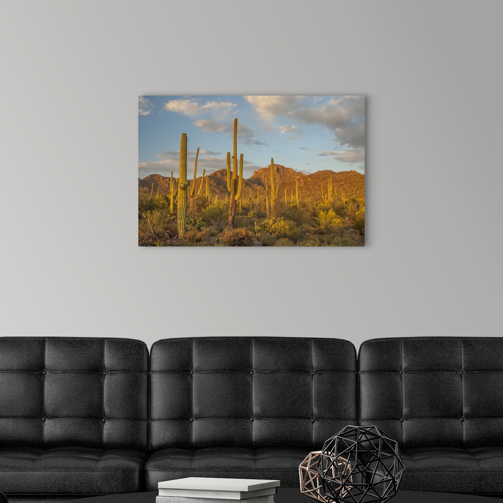 Arizona, Saguaro National Park. Desert landscape Wall Art, Canvas ...