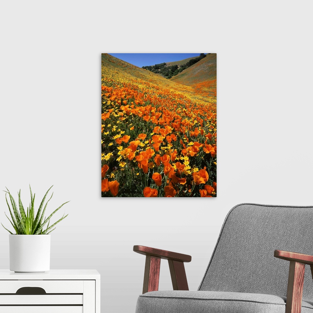 A modern room featuring USA, California, Tehachapi Mountains, Goldfields and California Poppies.