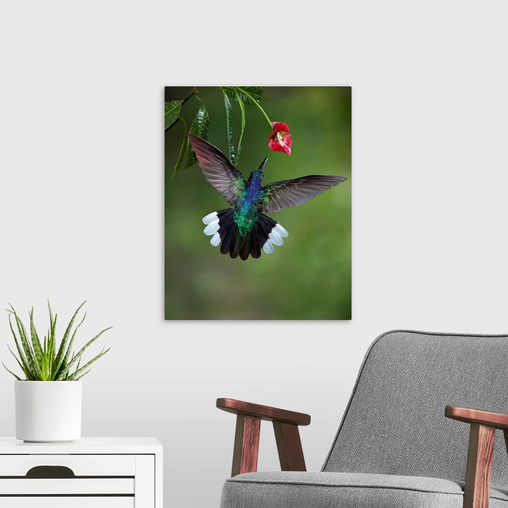 A modern room featuring Caribbean, Costa Rica. Violet sabrewing hummingbird feeding.