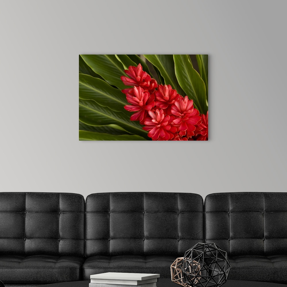 French Polynesia, tropical native flowers Wall Art, Canvas Prints ...