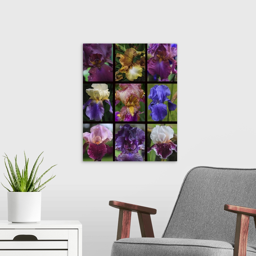 A modern room featuring Posters of irises shot in Aquitaine province of France after a rain.