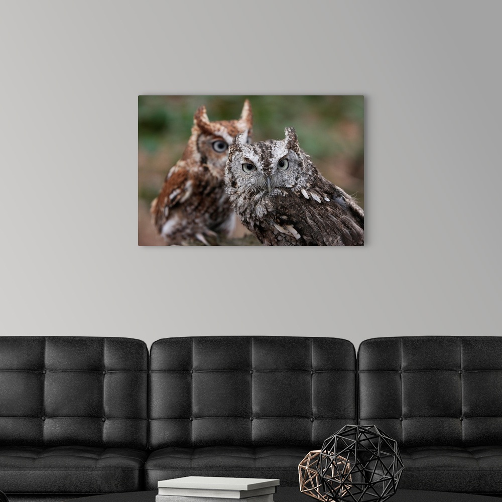 Pair Of Eastern Screech Owls Wall Art, Canvas Prints, Framed Prints ...