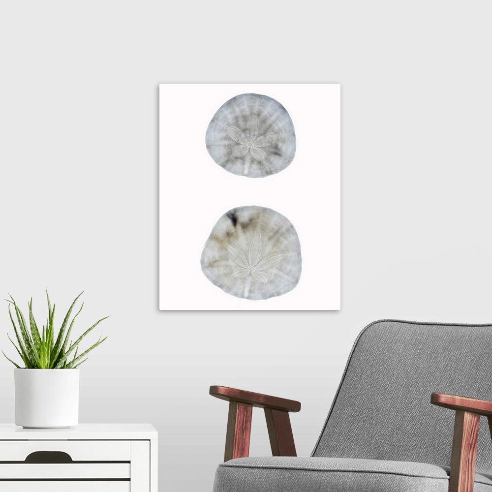 A modern room featuring Silhouette Sand dollars
