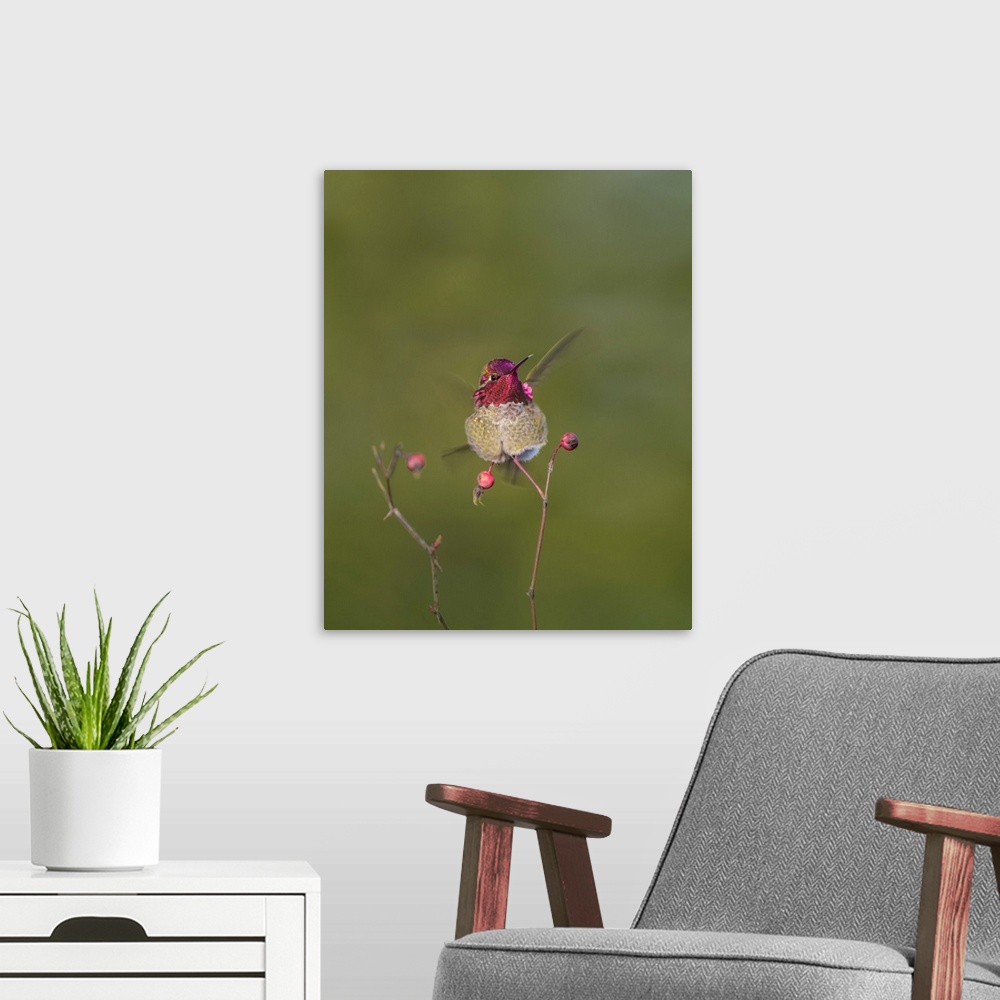A modern room featuring USA. Washington State. Adult male Anna's Hummingbird (Calypte anna) flashes his iridescent gorget.