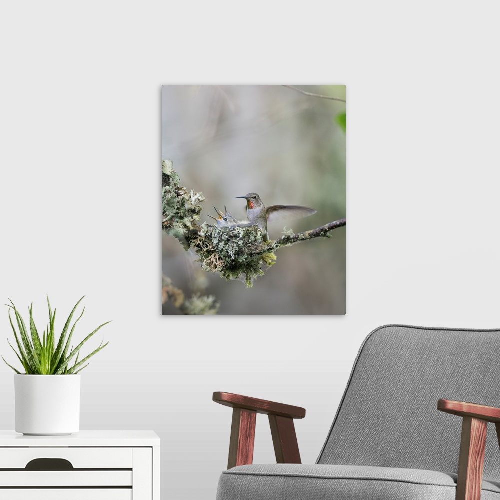 A modern room featuring USA. Washington State. Adult female Anna's Hummingbird (Calypte anna) lands at cup nest containin...