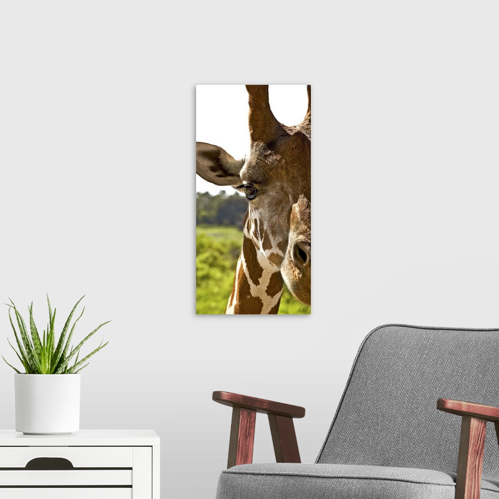 A modern room featuring Giraffe