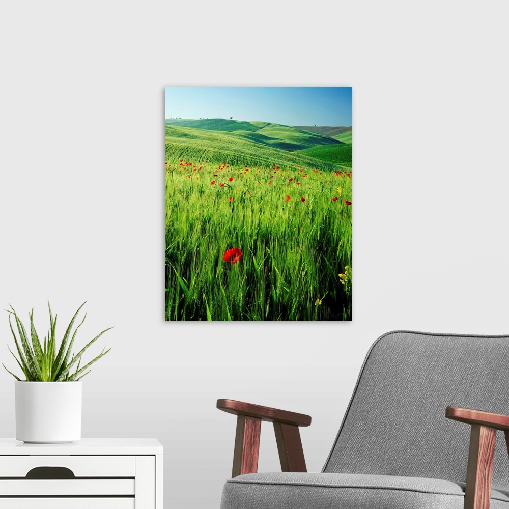 A modern room featuring Italy, Tuscany, Val d'Orcia, lush field with wild flowers and cypress tree
