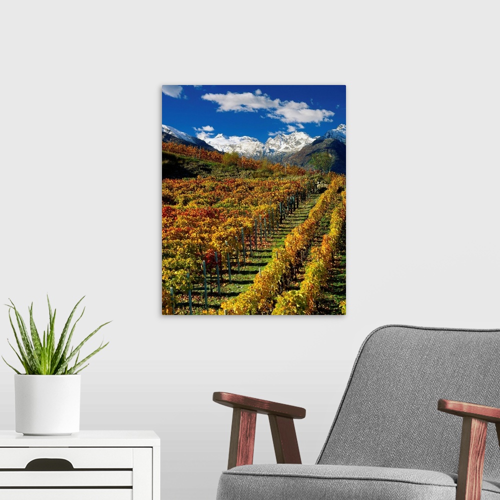 A modern room featuring Italy, Valle d'Aosta, The vineyards near Aymavilles