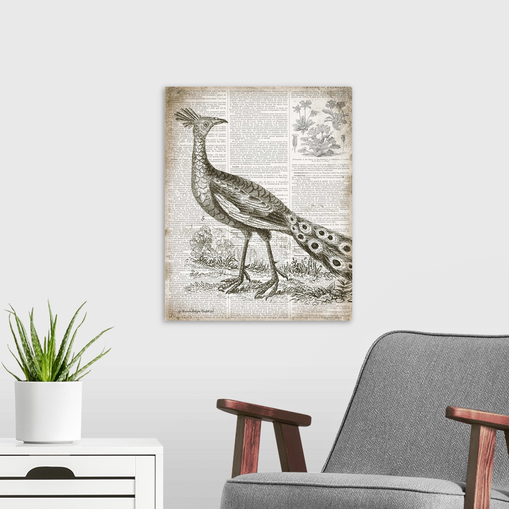 A modern room featuring Vintage illustration of a peacock on top of a page from a French text book.