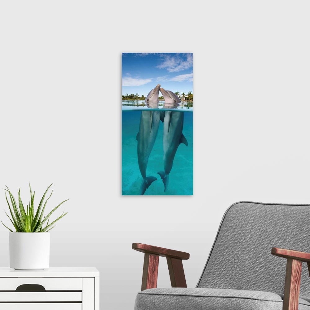A modern room featuring Atlantic Bottlenose Dolphins Kissing