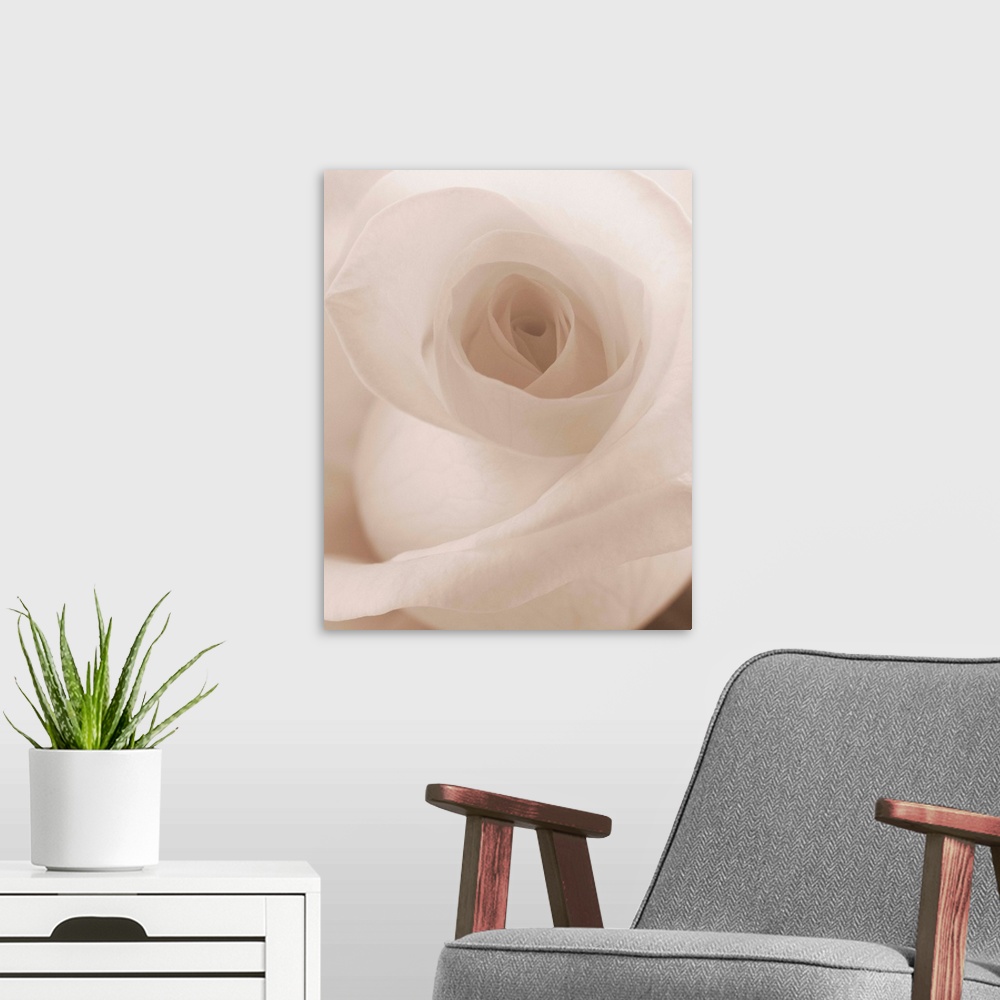 A modern room featuring Blooming White Rose