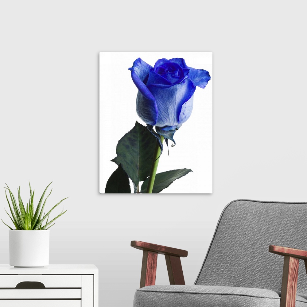 A modern room featuring Close-up of blue rose