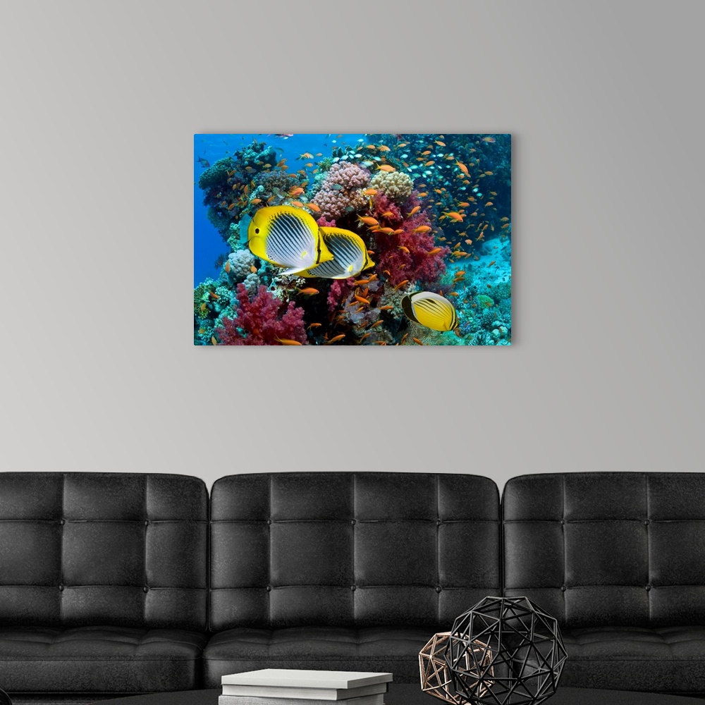 Coral reef scenery with fish Wall Art, Canvas Prints, Framed Prints ...