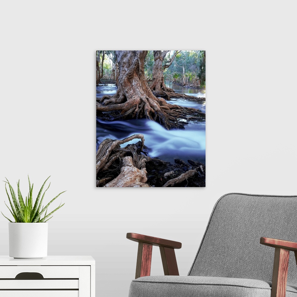 A modern room featuring gnarled roots of melalueca trees in flooded stream, great sandy desert, wa