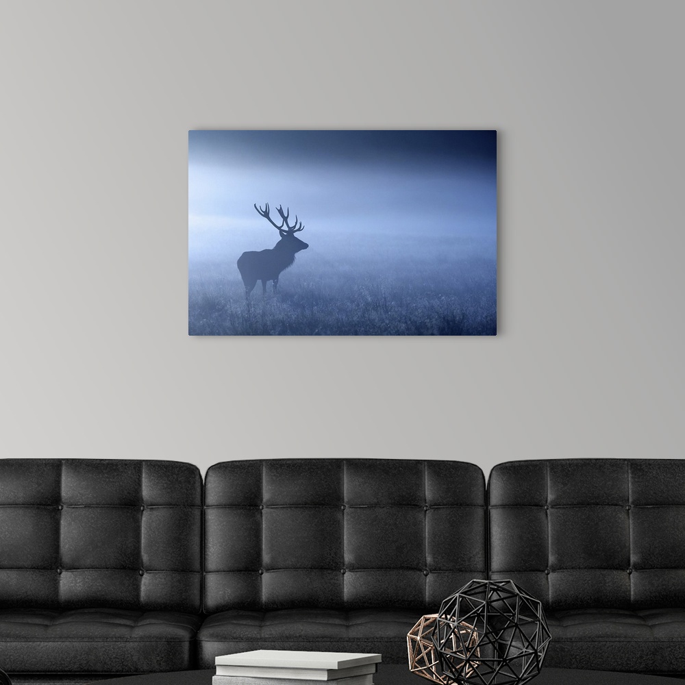Large adult red deer stag standing in night mist, UK. Wall Art, Canvas ...