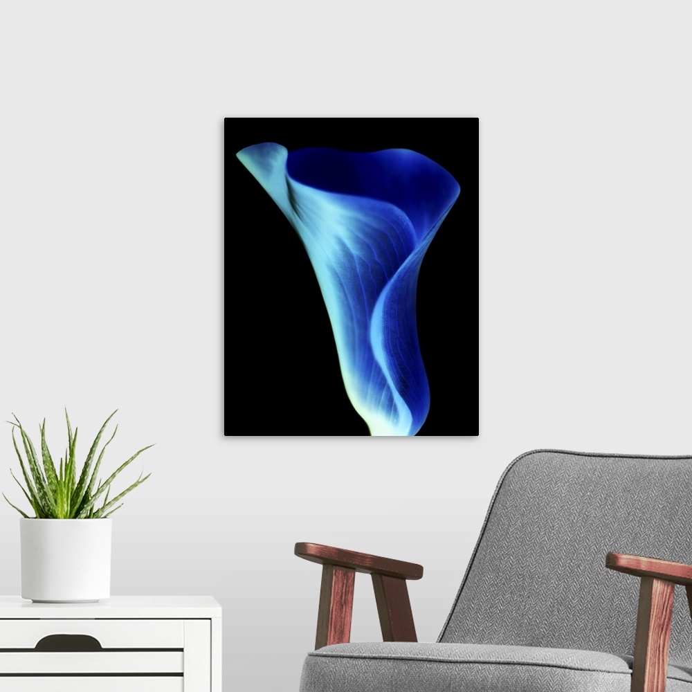 A modern room featuring Negative shot of a calla lily