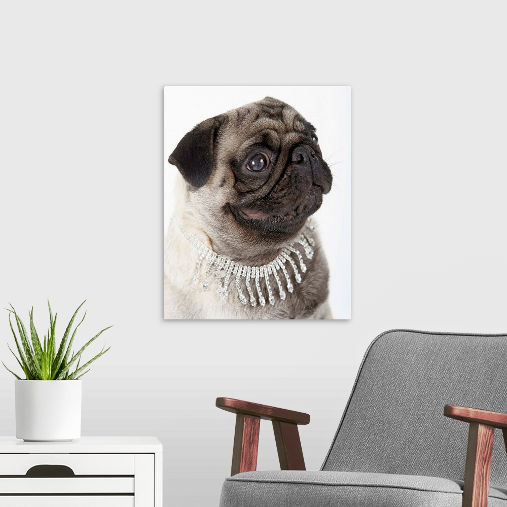 A modern room featuring Pug Wearing Pearl Necklace