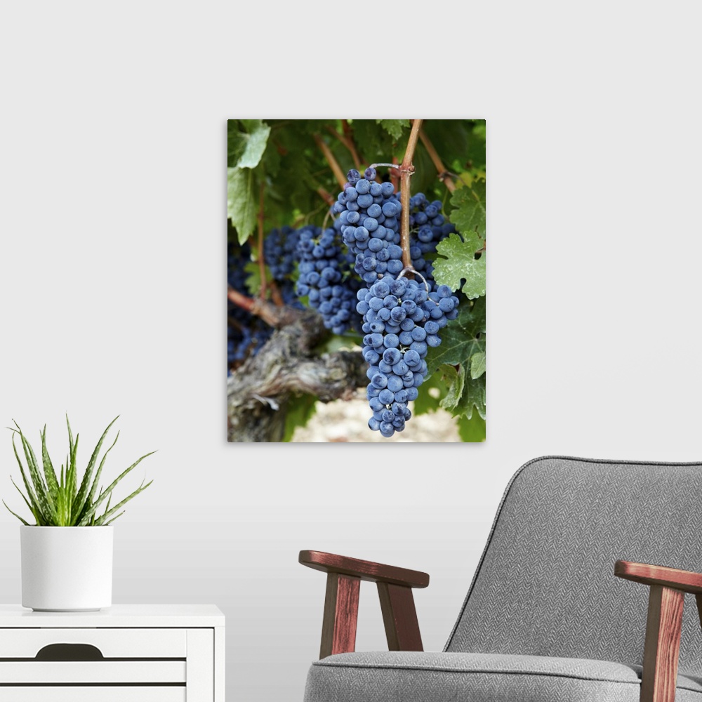 A modern room featuring Red wine grapes on the vine.