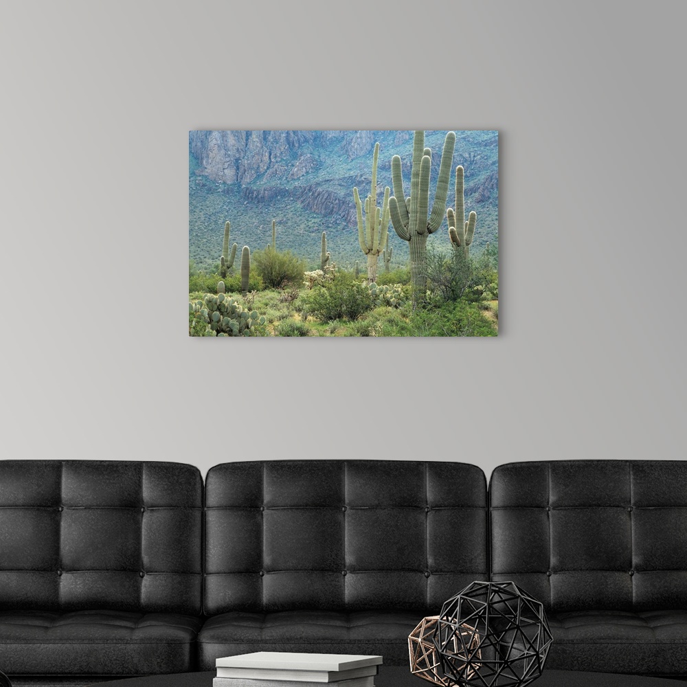 Saguaro National Park, Arizona Wall Art, Canvas Prints, Framed Prints ...